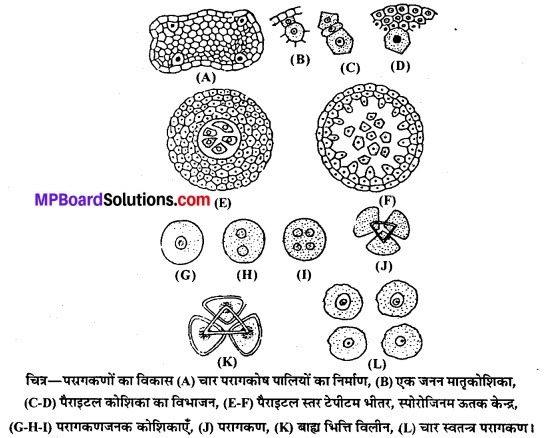 MP Board Class 12th Biology Solutions Chapter 2 पषप पदप म