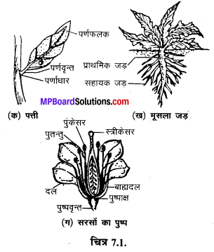MP Board Class 6th Science Solutions Chapter 7 पौधों को जानिए 1