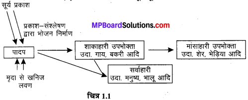 MP Board Class 7th Science Solutions Chapter 1 पादपों में पोषण 1