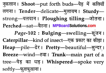 MP Board Class 8th Special English Chapter 12 The Cherry Tree 11