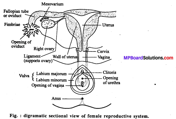 MP Board Class 12th Biology Solutions Chapter 3 Human Reproduction 2