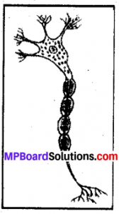 MP Board Class 8th Science Solutions Chapter 8 Cell – Structure and ...