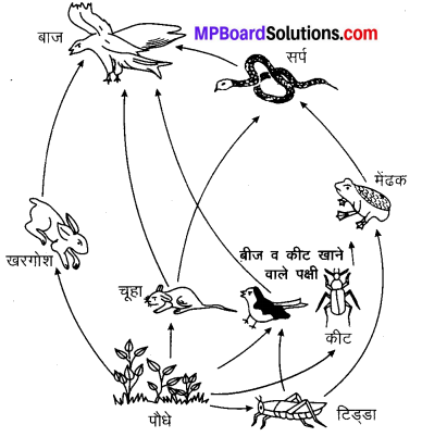 MP Board Class 10th Science Solutions Chapter 15 हमारा पर्यावरण 7