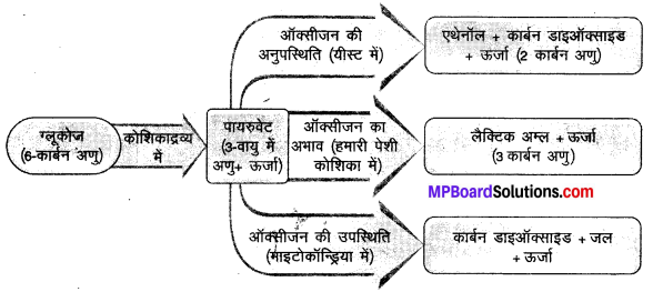 MP Board Class 10th Science Solutions Chapter 6 जैव प्रक्रम 14