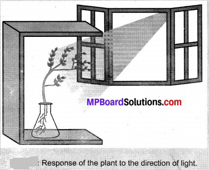 MP Board Class 10th Science Solutions Chapter 7 Control and Coordination 3