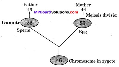 MP Board Class 10th Science Solutions Chapter 9 Heredity and Evolution 3