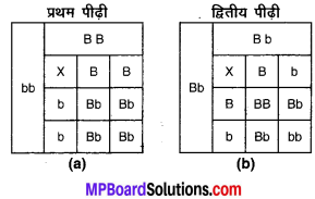 MP Board Class 10th Science Solutions Chapter 9 अनुवांशिकता एवं जैव विकास 2