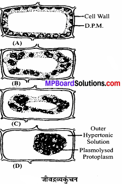 MP Board Class 11th Biology Solutions Chapter 11 पौधों में परिवहन - 3