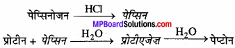 MP Board Class 11th Biology Solutions Chapter 16 पाचन एवं अवशोषण - 10