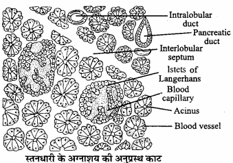 MP Board Class 11th Biology Solutions Chapter 16 पाचन एवं अवशोषण - 12