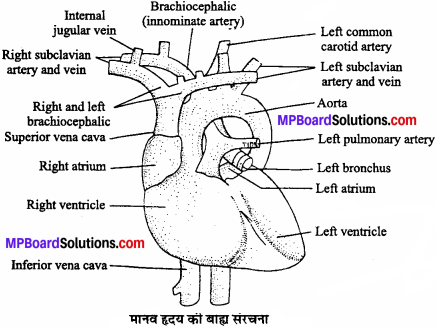 MP Board Class 11th Biology Solutions Chapter 18 शरीर द्रव तथा परिसंचरण - 10