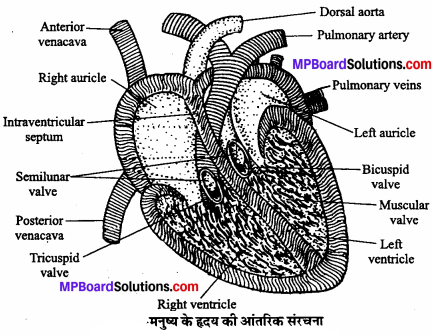 MP Board Class 11th Biology Solutions Chapter 18 शरीर द्रव तथा परिसंचरण - 11
