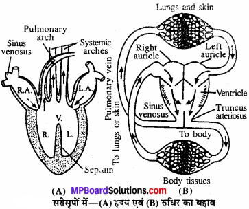 MP Board Class 11th Biology Solutions Chapter 18 शरीर द्रव तथा परिसंचरण - 6