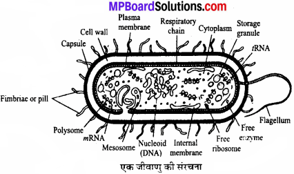 MP Board Class 11th Biology Solutions Chapter 2 जीव जगत का वर्गीकरण - 7