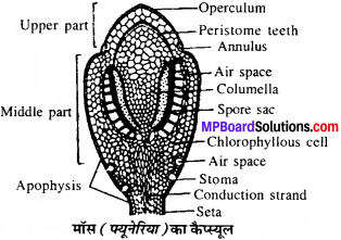 MP Board Class 11th Biology Solutions Chapter 3 वनस्पति जगत - 9