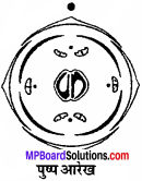 MP Board Class 11th Biology Solutions Chapter 5 पुष्पी पादपों की आकारिकी - 13