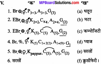 MP Board Class 11th Biology Solutions Chapter 5 पुष्पी पादपों की आकारिकी - 27