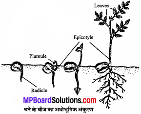 MP Board Class 11th Biology Solutions Chapter 5 पुष्पी पादपों की आकारिकी - 52
