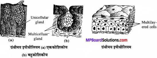 MP Board Class 11th Biology Solutions Chapter 7 प्राणियों में संरचनात्मक संगठन - 4