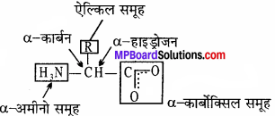 MP Board Class 11th Biology Solutions Chapter 9 जैव अणु - 13