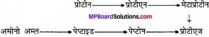 MP Board Class 11th Biology Solutions Chapter 9 जैव अणु - 19