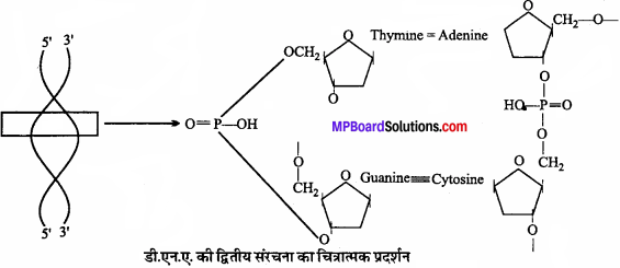 MP Board Class 11th Biology Solutions Chapter 9 जैव अणु - 3