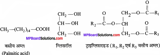 MP Board Class 11th Biology Solutions Chapter 9 जैव अणु - 8