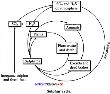 MP Board Class 12th Biology Important Questions Chapter 14 Ecosystem 6