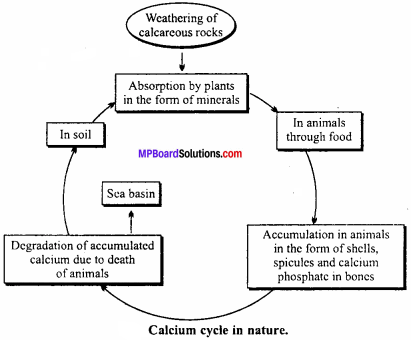 MP Board Class 12th Biology Important Questions Chapter 14 Ecosystem 8