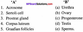 MP Board Class 12th Biology Important Questions Chapter 3 Human Reproduction 1