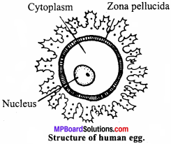 MP Board Class 12th Biology Important Questions Chapter 3 Human Reproduction 3