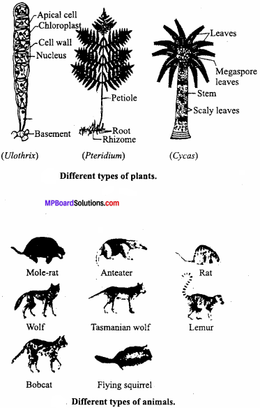 MP Board Class 12th Biology Important Questions Chapter 7 Evolution 7