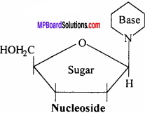 MP Board Class 12th Chemistry Solutions Chapter 14 Biomolecules - 15