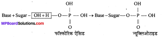 MP Board Class 12th Chemistry Solutions Chapter 14 जैव-अणु - 23