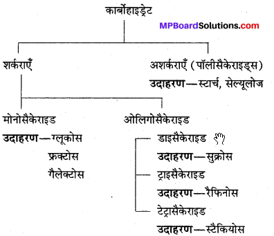 MP Board Class 12th Chemistry Solutions Chapter 14 जैव-अणु - 28