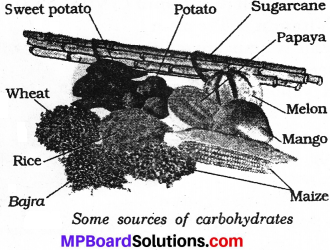 MP Board Class 6th Science Solutions Chapter 2 Components of Food img 11