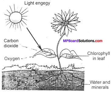 MP Board Class 7th Science Solutions Chapter 1 Nutrition in Plants img-2