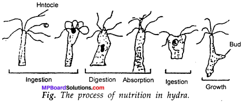MP Board Class 7th Science Solutions Chapter 1 Nutrition in Plants img-7
