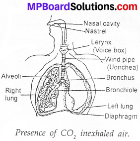 MP Board Class 7th Science Solutions Chapter 10 Respiration in Organisms image 9