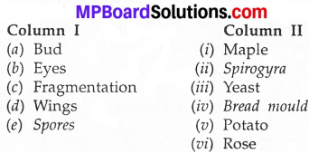 MP Board Class 7th Science Solutions Chapter 12 Reproduction in Plants img 11