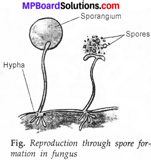 MP Board Class 7th Science Solutions Chapter 12 Reproduction in Plants img 14.