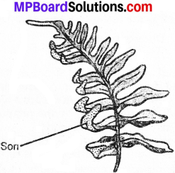 MP Board Class 7th Science Solutions Chapter 12 Reproduction in Plants img 16