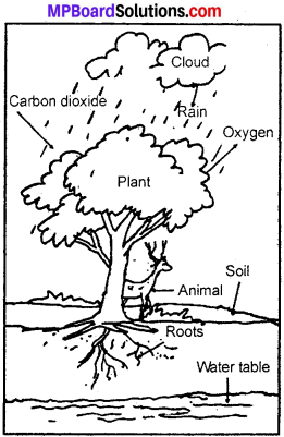 MP Board Class 7th Science Solutions Chapter 17 Forests Our Lifeline img 2