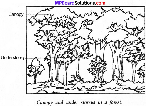 MP Board Class 7th Science Solutions Chapter 17 Forests Our Lifeline img 3