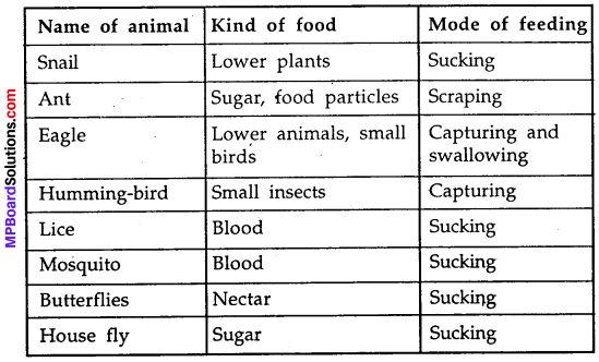MP Board Class 7th Science Solutions Chapter 2 Nutrition in Animals img-2