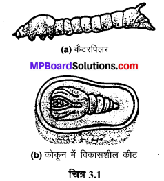 MP Board Class 7th Science Solutions Chapter 3 रेशों से वस्त्र तकग 1