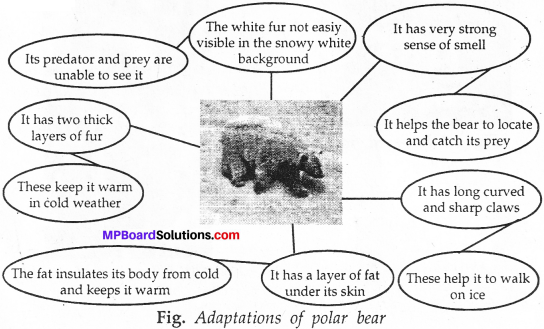 MP Board Class 7th Science Solutions Chapter 7 Weather, Climate and Adaptations of Animals of Climate img-7