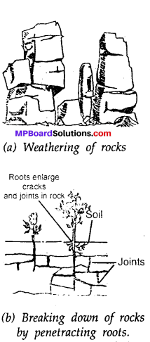 MP Board Class 7th Science Solutions Chapter 9 Soil img-12