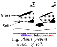 MP Board Class 7th Science Solutions Chapter 9 Soil img-13