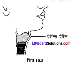 MP Board Class 8th Science Solutions Chapter 10 किशोरावस्था की ओर 4